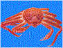 Crab